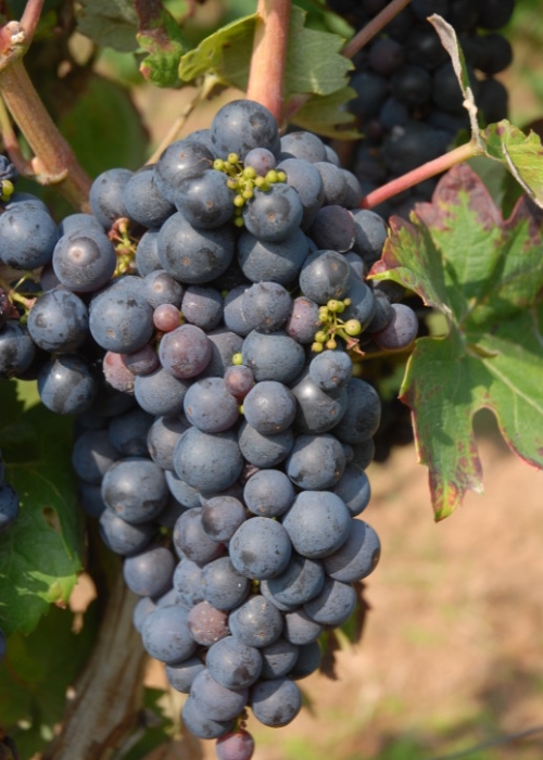 Primitivo-Zinfandel 7 (C) Reinhard Antes